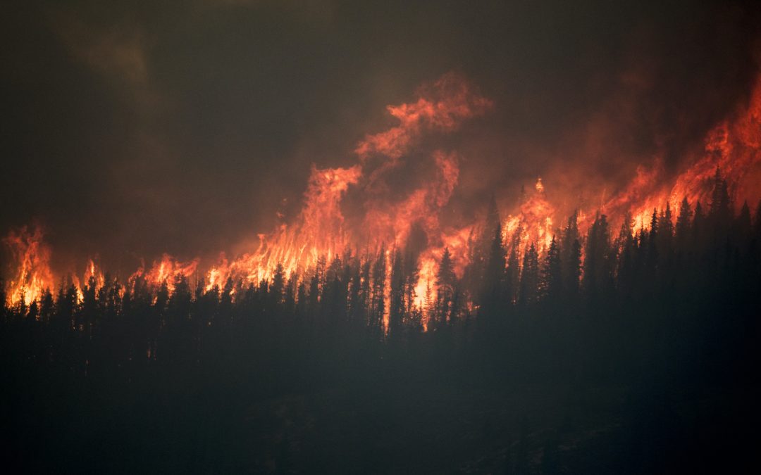 How Forest Fires are Shaping the Fate of Cannabis Cultivation